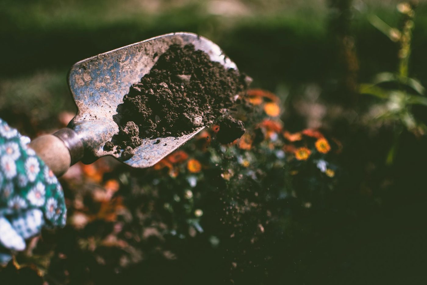 Reference image. Every planting plan starts with what the soil actually is, not what you'd like it to be.